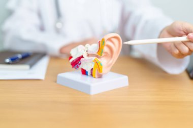 İnsan kulağı anatomisi modeli olan bir doktor. Kulak hastalığı, Atresia, Otitis Media, Pertorated Eardrum, Meniere sendromu, otolaryngologist, Yaşlanan İşitme Kaybı, Schwannoma ve Sağlık