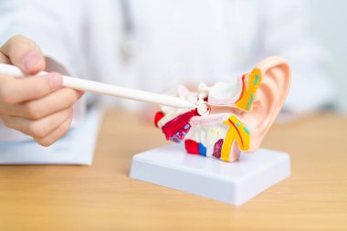 İnsan kulağı anatomisi modeli olan bir doktor. Kulak hastalığı, Atresia, Otitis Media, Pertorated Eardrum, Meniere sendromu, otolaryngologist, Yaşlanan İşitme Kaybı, Schwannoma ve Sağlık
