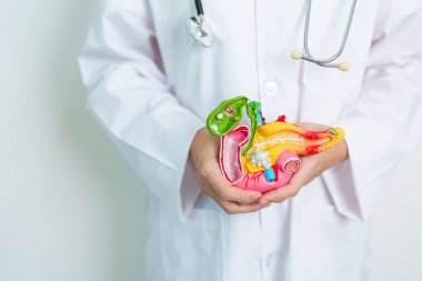 Pankreas, safra kesesi, Bile Duct, Duodenum, ince bağırsak ile insan pankreatiti anatomisi modeli olan bir doktor. Pankreas kanseri, Akut ve Kronik pankreas iltihabı, Sindirim Sistemi ve Sağlık Konsepti