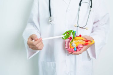 Pankreas, safra kesesi, Bile Duct, Duodenum, ince bağırsak ile insan pankreatiti anatomisi modeli olan bir doktor. Pankreas kanseri, Akut ve Kronik pankreas iltihabı, Sindirim Sistemi ve Sağlık Konsepti