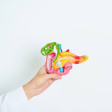 Pankreas, safra kesesi, Bile Duct, Duodenum, ince bağırsak ile insan pankreatiti anatomisi modeli olan bir doktor. Pankreas kanseri, Akut ve Kronik pankreas iltihabı, Sindirim Sistemi ve Sağlık Konsepti