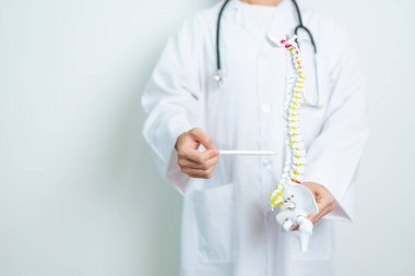 İnsan omurga anatomisi modeli olan bir doktor. Omurilik Bozukluğu ve Hastalık, Sırt Ağrısı, Lumbar, Sacral leğen kemiği, Servikal Boyun, Torasik, Coccyx, Ortopedi, Masaj, Ofis Sendromu ve Sağlık Sendromu