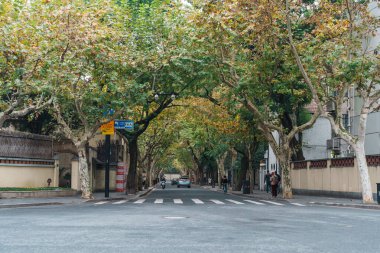 Akçaağaç tüneli olan Anfu yolu. Şangay 'da turizm turizmiyle ünlü. 5 Aralık 2024, Şangay, Çin.