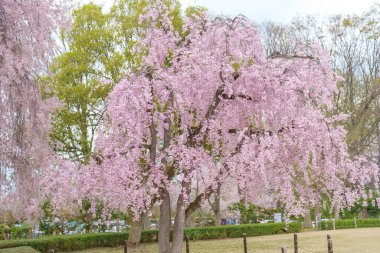 Shidarezakura ağacı Kajo Park Yamagata Kalesi 'nde çiçek açıyor, Bahar mevsiminde pembe Sakura Kiraz Çiçeği, Yamagata Bölgesi, Tohoku, Japonya. Meşhur Seyahat ve Tatil Tarihi 