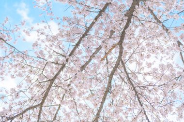 Güzel bir bahar günü, parkta mavi gökyüzüne karşı kiraz çiçeği, güneş ışığında çiçek açan Somei Yoshino Sakura. Japonya bahar sezonu için arka plan, şablon ve duvar kağıdı ve Hanami pikniği 