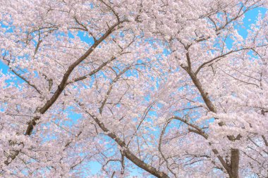 Güzel bir bahar günü, parkta mavi gökyüzüne karşı kiraz çiçeği, güneş ışığında çiçek açan Somei Yoshino Sakura. Japonya bahar sezonu için arka plan, şablon ve duvar kağıdı ve Hanami pikniği 