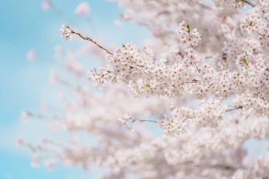 Güzel bir bahar günü, parkta mavi gökyüzüne karşı kiraz çiçeği, güneş ışığında çiçek açan Somei Yoshino Sakura. Japonya bahar sezonu için arka plan, şablon ve duvar kağıdı ve Hanami pikniği 