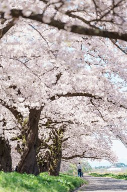 Kitakami Tenshochi Parkı ile Sakura Kiraz Çiçeği İlkbaharda, Kitakami festivali Iwate, Japonya 'da. Seyahat ve Tatil için Meşhur Tarihi Yer 
