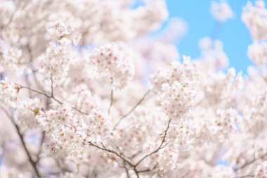 Güzel bir bahar günü, parkta mavi gökyüzüne karşı kiraz çiçeği, güneş ışığında çiçek açan Somei Yoshino Sakura. Japonya bahar sezonu için arka plan, şablon ve duvar kağıdı ve Hanami pikniği 
