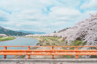 Kakunodate kasabası Semboku Bölgesi, Akita Bölgesi, Japonya 'daki Hinokinai Nehri nehir kıyısındaki güzel Sakura Kiraz Çiçeği. Bahar mevsiminde dönüm noktası ve tatil 