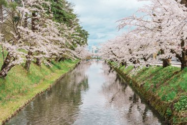 Baharda Sakura Kiraz Çiçeği ile güzel Hirosaki Kalesi Parkı, Aomori, Tohoku, Japonya. Japonya 'da çok ünlü. Seyahat ve Tatil varış yeri