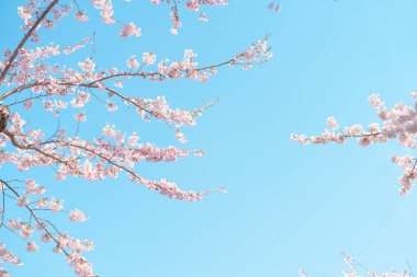 Güzel bir bahar günü, parkta mavi gökyüzüne karşı kiraz çiçeği, güneş ışığında çiçek açan Somei Yoshino Sakura. Japonya bahar sezonu için arka plan, şablon ve duvar kağıdı ve Hanami pikniği 