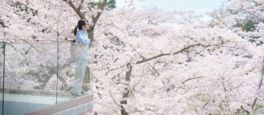 Baharda Sakura Kiraz Çiçeği 'ni gezen bir turist. Saigyo Modoshi no Matsu 'ya Matsushima Körfezi üzerinden seyahat eden mutlu gezgin, Miyagi Bölgesi, Japonya. Meşhur Tarihi Yer ve Tatil