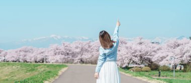 Kitakami Tenshochi Parkı 'nı bahar aylarında Sakura Kiraz Çiçeği ile gezen bir kadın, Kitakami Festivali' nde seyahat eden gezgin, Iwate Bölgesi, Japonya. Seyahat ve Tatil için Dönüm Noktası 