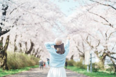 Kitakami Tenshochi Parkı 'nı bahar aylarında Sakura Kiraz Çiçeği ile gezen bir kadın, Kitakami Festivali' nde seyahat eden gezgin, Iwate Bölgesi, Japonya. Seyahat ve Tatil için Dönüm Noktası 