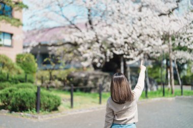 Kaya kıran kiraz ağacı ya da Ishiwarizakura 'yı gezen kadın, Morioka, Iwate, Japonya' da mutlu bir gezgin seyahati. Ünlü Landmark Seyahat ve Tatil Yeri