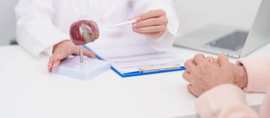 Karaciğer anatomisi olan bir doktor. Karaciğer kanseri, tümör, sarılık, viral hepatit, siroz, başarısızlık, büyümüş, Hepatik Ensefalopati, Ascites Aids 