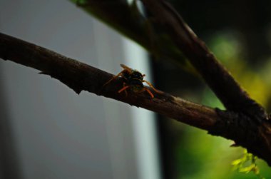 Dişi peygamberdevesi yiyen eşek arısı. Dişi peygamberdevesi religios. Yırtıcı böcekler. Büyük yeşil kadın peygamber devesi.