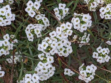 Güneşli temmuzda açan beyaz alyssum