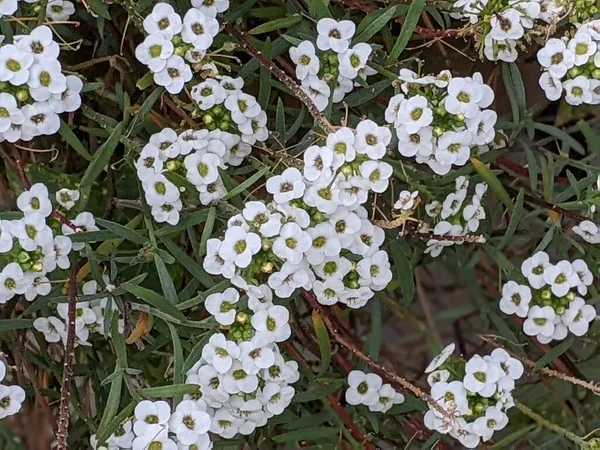 White Blooming Alyssum Sunny July — Stock Photo, Image