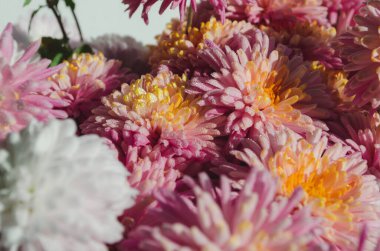 Bir demet koyu pembe kasımpatı çiçeğinin yakın plan fotoğrafı sarı merkezli ve taç yapraklarında beyaz uçlu. Çiçek parkında kasımpatı deseni. Bir demet pembe kasımpatı çiçeği..