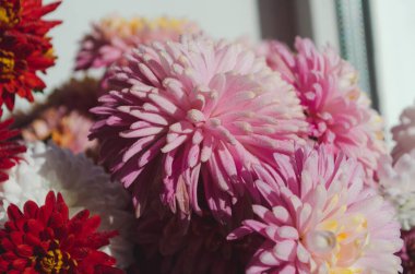 Bir demet koyu pembe kasımpatı çiçeğinin yakın plan fotoğrafı sarı merkezli ve taç yapraklarında beyaz uçlu. Çiçek parkında kasımpatı deseni. Bir demet pembe kasımpatı çiçeği..