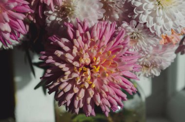 Bir demet koyu pembe kasımpatı çiçeğinin yakın plan fotoğrafı sarı merkezli ve taç yapraklarında beyaz uçlu. Çiçek parkında kasımpatı deseni. Bir demet pembe kasımpatı çiçeği..