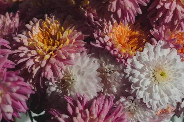 Een Close Foto Van Een Bos Donkerroze Chrysant Bloemen Met — Stockfoto