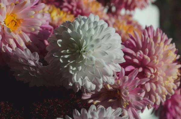 stock image A close up photo of a bunch of dark pink chrysanthemum flowers with yellow centers and white tips on their petals. Chrysanthemum pattern in flowers park. Cluster of pink purple chrysanthemum flowers.