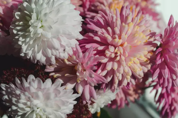 stock image A close up photo of a bunch of dark pink chrysanthemum flowers with yellow centers and white tips on their petals. Chrysanthemum pattern in flowers park. Cluster of pink purple chrysanthemum flowers.