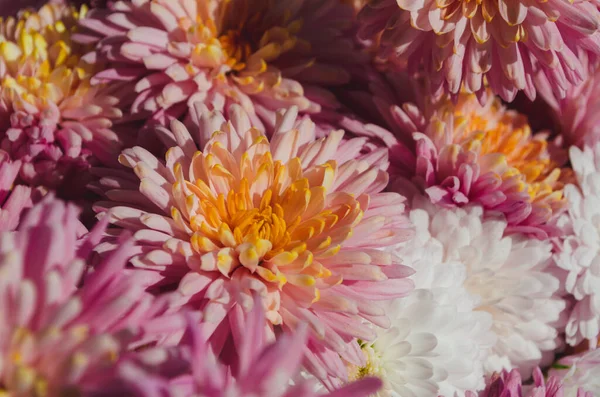 Close Photo Bunch Dark Pink Chrysanthemum Flowers Yellow Centers White — Stock Photo, Image