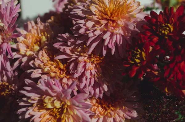 stock image A close up photo of a bunch of dark pink chrysanthemum flowers with yellow centers and white tips on their petals. Chrysanthemum pattern in flowers park. Cluster of pink purple chrysanthemum flowers.