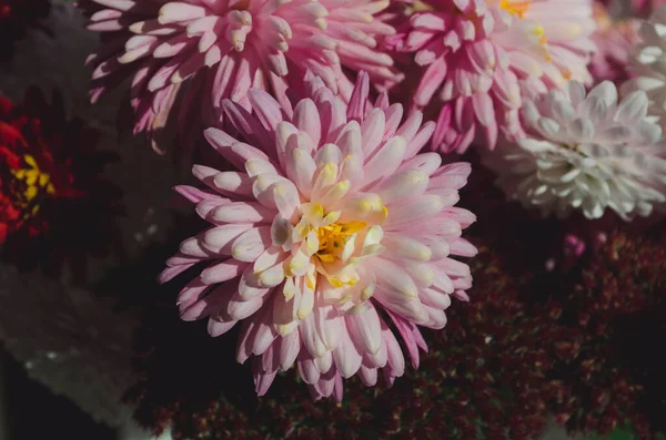 Μια Κοντινή Φωτογραφία Από Ένα Μάτσο Σκούρα Ροζ Χρυσάνθεμα Λουλούδια — Φωτογραφία Αρχείου