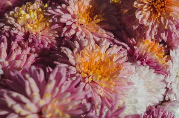 Une Photo Rapprochée Bouquet Fleurs Chrysanthème Rose Foncé Avec Des — Photo