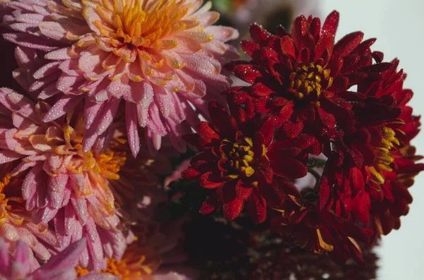 Stock image A close up photo of a bunch of dark pink chrysanthemum flowers with yellow centers and white tips on their petals. Chrysanthemum pattern in flowers park. Cluster of pink purple chrysanthemum flowers.