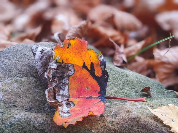 Leuchtend Rote Gifteichen Wachsen Auf Der Wiese Mit Schönen Herbstfarben — Stockfoto