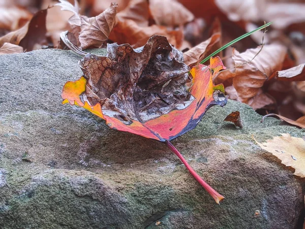 美しい秋の色を持つ牧草地で成長している鮮やかな赤い毒のオークの植物 — ストック写真
