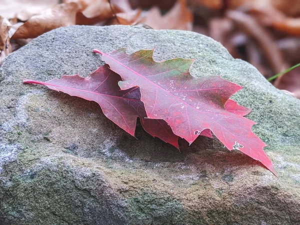 Jasně Červené Jedovaté Dubové Rostliny Rostoucí Louce Krásnými Podzimními Barvami — Stock fotografie