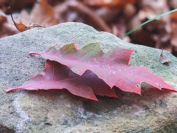 Jasně Červené Jedovaté Dubové Rostliny Rostoucí Louce Krásnými Podzimními Barvami — Stock fotografie