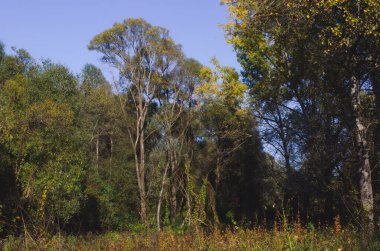 Populus tremula orman korusu, yaygın kavak, Avrasya kavak ağacı, Avrupa kavak ağacı ya da titreyen kavak, sonbahar manzarası olarak adlandırılır.