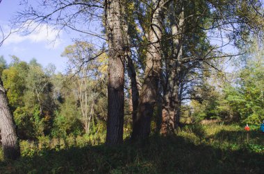 Populus tremula orman korusu, yaygın kavak, Avrasya kavak ağacı, Avrupa kavak ağacı ya da titreyen kavak, sonbahar manzarası olarak adlandırılır.