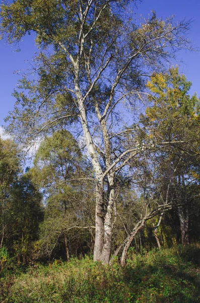 Δασικό Άλσος Populus Tremula Που Ονομάζεται Κοινή Aspen Ευρασιατική Aspen — Φωτογραφία Αρχείου