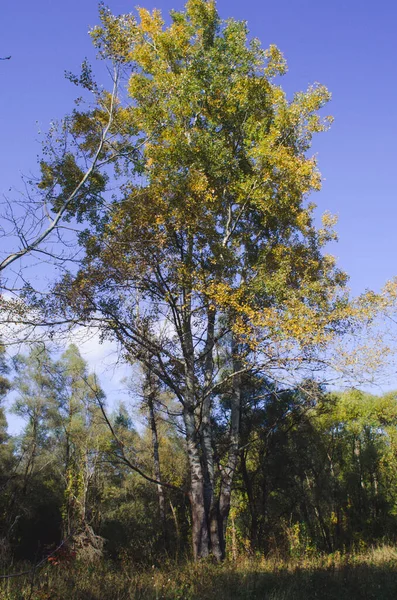 Waldhain Von Populus Tremula Genannt Gemeine Espe Eurasische Espe Europäische — Stockfoto