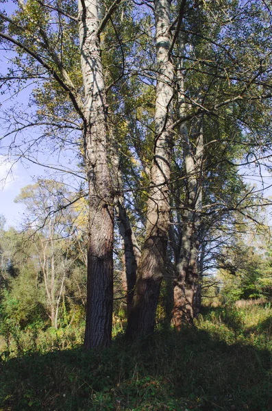 Δασικό Άλσος Populus Tremula Που Ονομάζεται Κοινή Aspen Ευρασιατική Aspen — Φωτογραφία Αρχείου