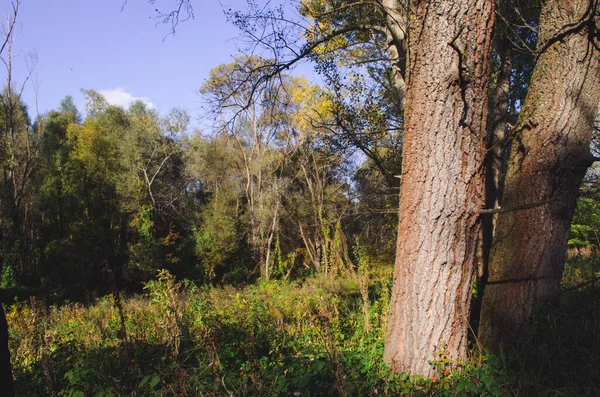 Populus Tremula Orman Korusu Yaygın Kavak Avrasya Kavak Ağacı Avrupa — Stok fotoğraf