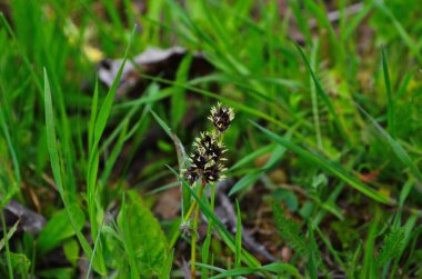 Luzula Campestris çiçekleri sabah çiğ taneleri. Luzula Campestris, yaygın olarak çayırda yetişen çim ya da süpürge çalısı olarak bilinir, Juncaceae familyasından bir çiçektir..