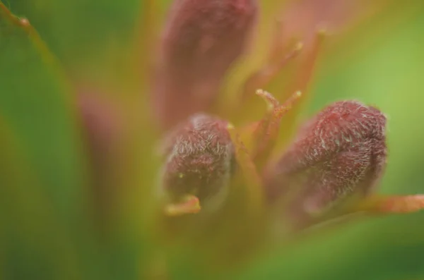 Ein Makrofoto Einer Kleinen Roten Blütenknospe Mit Dunklem Hintergrund — Stockfoto