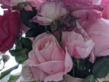 Büyük bir buket pembe gül. Yaklaş.