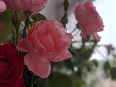 Büyük bir buket pembe gül. Yaklaş.