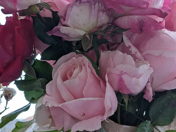 Duży Bukiet Róż Bliska — Zdjęcie stockowe